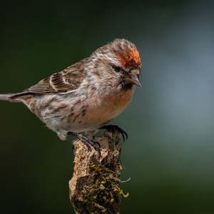 Redwell   15 06 2020   D500   Les 416.jpg